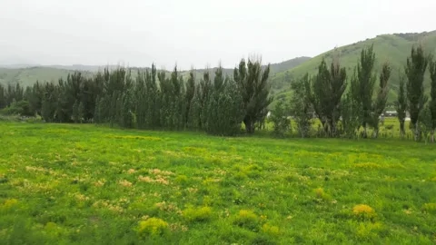 A field in a mountainous area with different vegetation, for grazing animals. Stock Footage 311001656