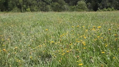 A field in the mountains in a windy day Stock Footage 246833507
