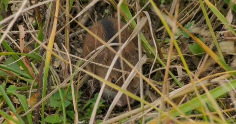 Field Mouse Apodemus Agrarius looking for food in slow motion Video stock 320830512