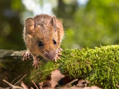 Field Mouse (Apodemus sylvaticus) looking in the camera Stock Photos