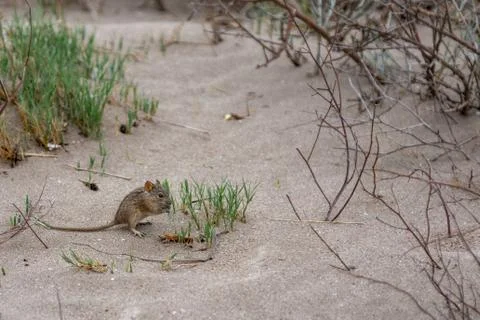 Field mouse on the beach Stock Photos