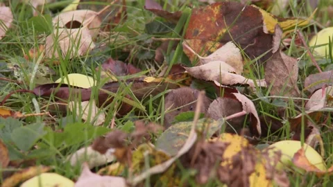 Field mouse between autumn leaves Stock Footage 282892675