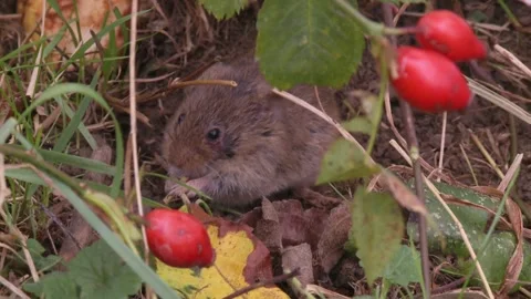 Field mouse between rose hips Stock Footage 282892590