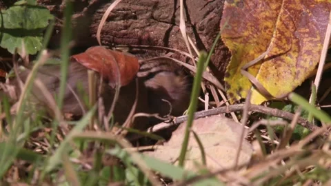Field mouse on a branch on the ground between autumn leaves  Stock Footage 282892777