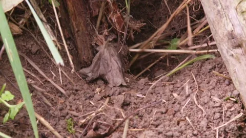 Field mouse carries stuffing material in its burrow Stock Footage 282892633