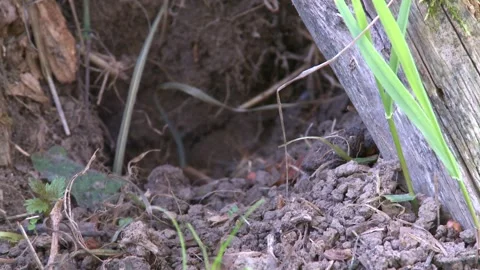 Field mouse  comes to the burrow with a plum Stock Footage 282892543