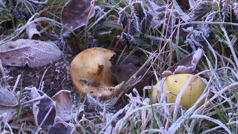 Field mouse eats an apple between frozen gras Stock Footage 282892756