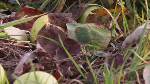 Field mouse eats an apple  Stock Footage 282892604