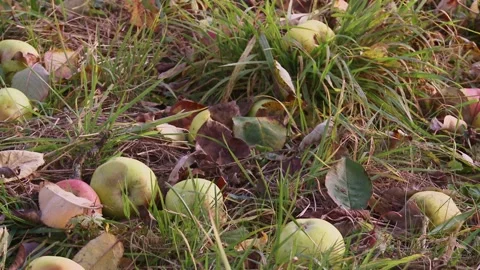 Field mouse eats an apple  Stock Footage 282892624