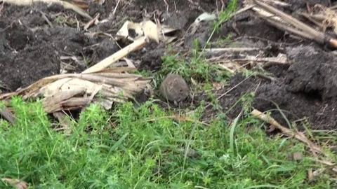 Field mouse Stock Footage 162608847
