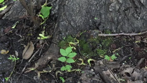 Field mouse 库存影片 198319192