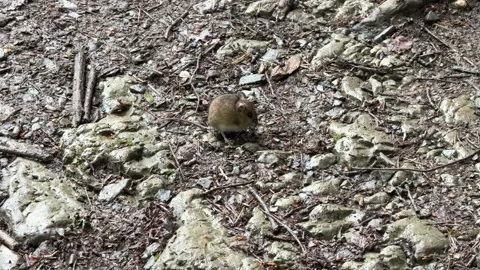 Field Mouse Foraging Stock Footage 282705215