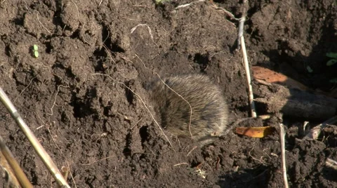 Field Mouse in front of the hole eating grass on the agriculture field Stock-Footage 42874954