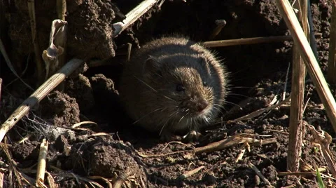 Field Mouse in front of the hole eating grass on the agriculture field Stock Footage 42875156