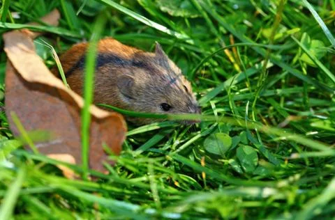 Field mouse on a grass 스톡 사진