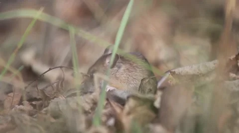 Field mouse hiding in a hole Stock Footage