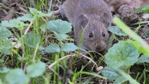 Field mouse on a meadow (close-up) Stock Footage 282892655