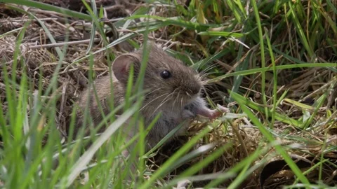 Field mouse on a meadow  Stock Footage 172258753