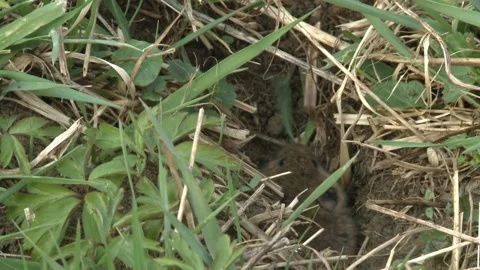Field mouse on a meadow  Stock Footage 172258840
