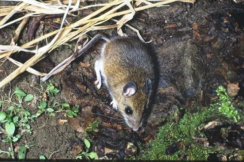 Field Mouse Stock Photos