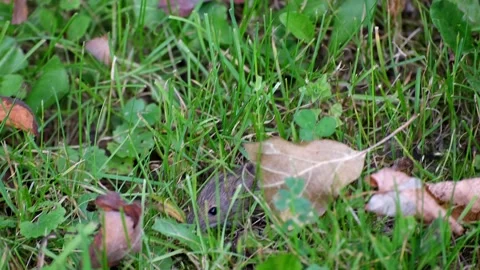 A field mouse runs in the grass where it is overtaken by a cat Stockbeeldmateriaal 161151637