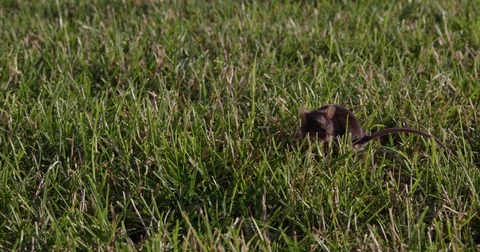 Field mouse scurries in grass - close up Stock Footage 79474791