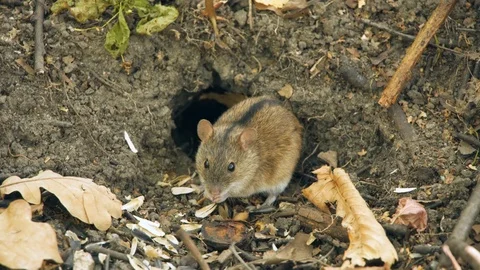 Field mouse sit in forest. Hungry rodent eat. Lunar horoscope sign 2020. Chinese Stock Footage 115358281