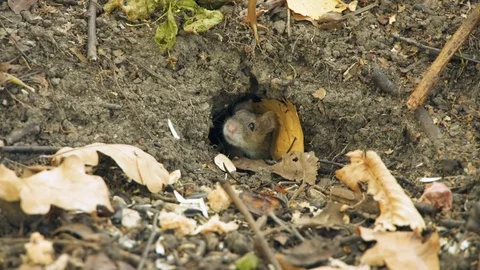 Field mouse sit in forest. Hungry rodent eat. Lunar horoscope sign 2020. Chinese Stock Footage 117124619