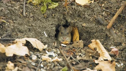 Field mouse sit in forest. Hungry rodent eat. Lunar horoscope sign 2020. Chinese Stock Footage 119696426