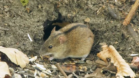 Field mouse sit in forest. Hungry rodent eat. Lunar horoscope sign 2020. Chinese Stock Footage 151081630