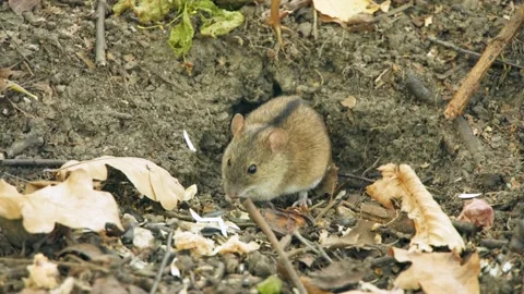 Field mouse sit in forest. Hungry rodent eat. Lunar horoscope sign 2020. Chinese Stock Footage 153148391