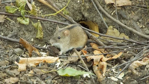 Field mouse sit in forest. Mouse hide in her hole. Lunar horoscope sign 2020 Stock-Footage 115357766