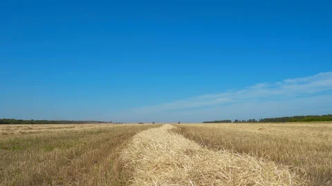 Field of mown wheat Stock Footage 114411917