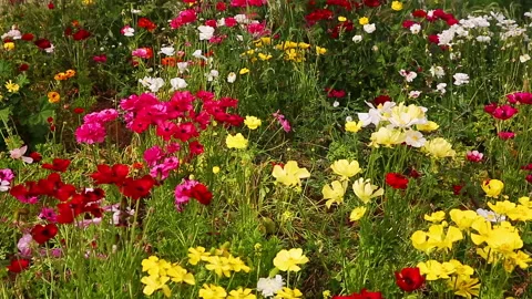 Field of multi-colored anemones Stock Footage 98870472