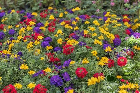 Field of multi-colored yellow, violet, red flowers Stock Photos