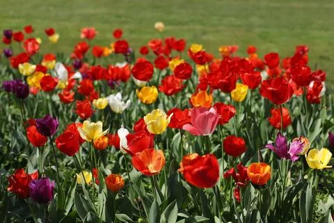 A field of multicolored tulips Stock Photos