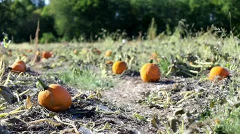 Field of multiple pumpkins in patch Vídeo Stock 8930835