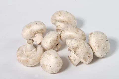 Field mushroom Stock Photos