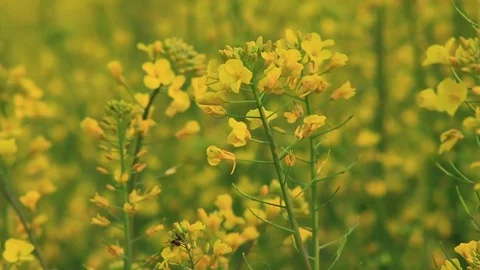 Field mustard in breeze Stock Footage 78832628