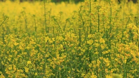 Field mustard Stock Footage 78832406