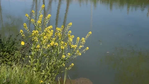 Field mustard Stock Footage 153149172