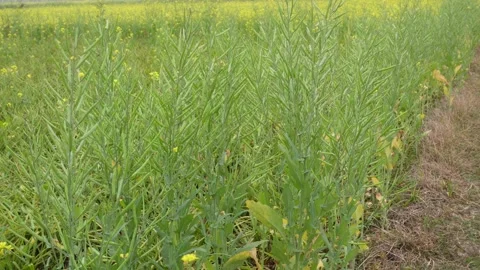 Field of mustard 库存影片 332565547