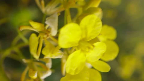 Field Mustard macro with selective focus. Little yellow flower motion closeup Vídeos de archivo 176895940