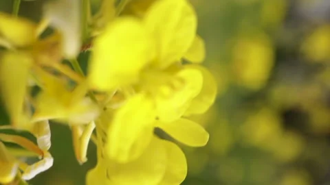 Field Mustard macro with selective focus. Artistic motion little yellow flowe Stock Footage 176896132