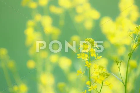 Field mustard Stock Photos