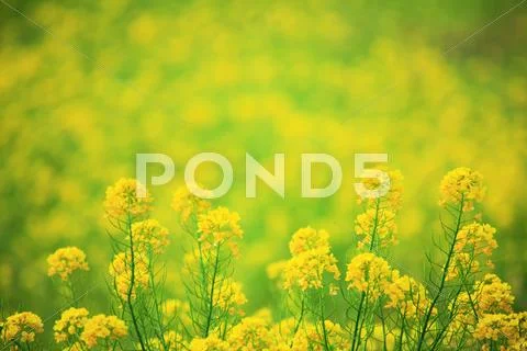 Field mustard Stock Photos