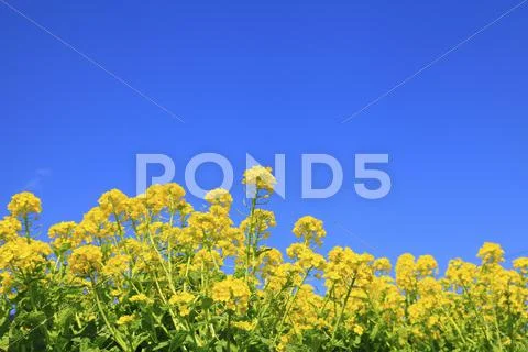 Field mustard Stock Photos