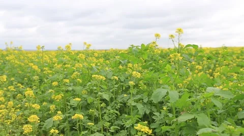 Field mustard plant with yellow flowers, useful plant. Stock Footage