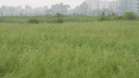 In the field of mustard the plants Stock Footage 304058499