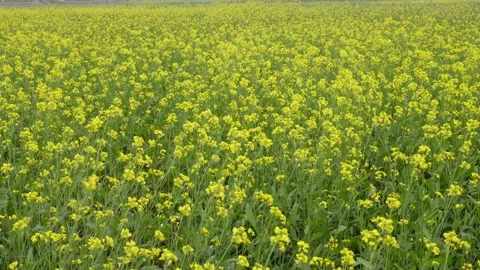 Field of mustard plants Stock-Footage 332565092